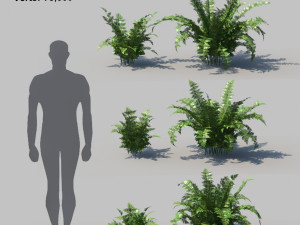 ferns kingdom 11 species 3D 모델
