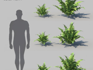 ferns kingdom 11 species 3D 모델
