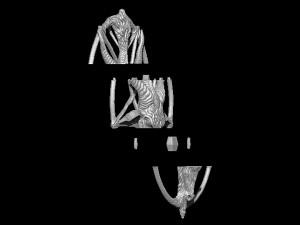 medallion depicting the deity baphomet that the knights templar were accused of worshipping file Modello 3D