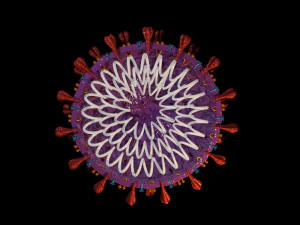 covid 19 3D Model
