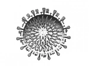 covid 19 3D Model