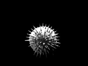 coronav&iacute;rus Modelo 3D