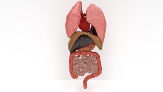 human internal organs Modello 3D .c4d .max .obj .3ds .fbx .stl .blend 