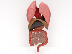 human internal organs  3D Model