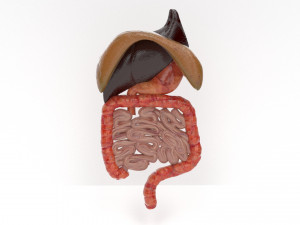 human internal organs Modello 3D