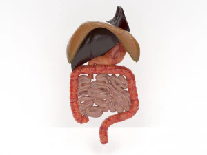 human internal organs 3D Model