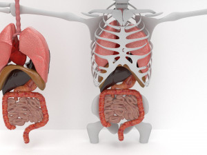 human internal organs Modello 3D