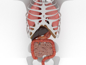 human internal organs Modello 3D