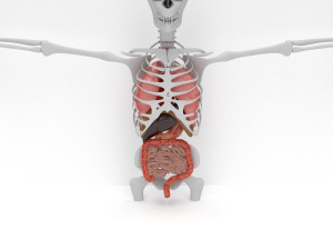 human internal organs Modello 3D