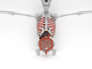 human internal organs 3D Model