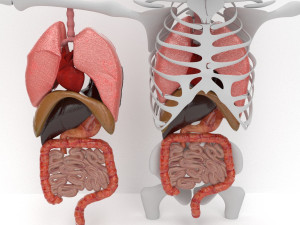 human internal organs Modello 3D