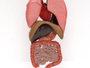 human internal organs Modello 3D