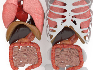 human internal organs Modello 3D
