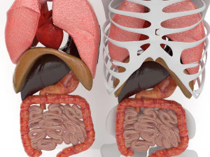 human internal organs 3D Model