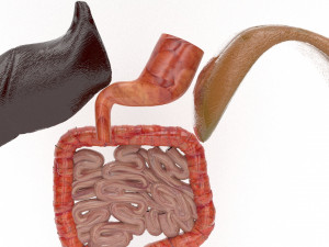 human internal organs Modello 3D