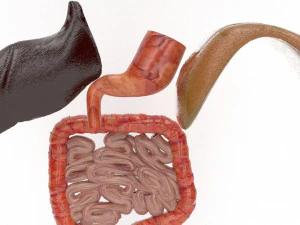 human internal organs 3D Model