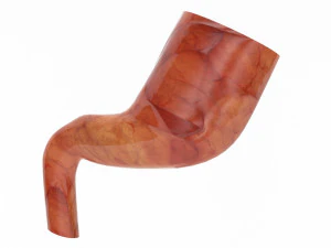 human internal organs 3D Model