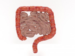 human internal organs Modello 3D