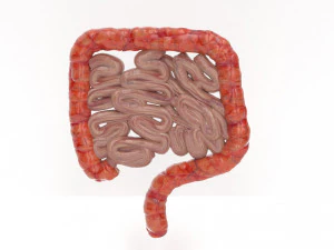 human internal organs 3D Model