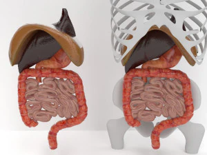 human internal organs 3D Model