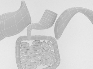human internal organs Modello 3D