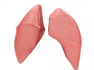 human internal organs 3D Model