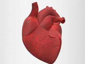 human internal organs Modello 3D