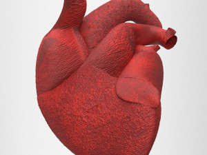 human internal organs Modello 3D