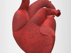 human internal organs 3D Model