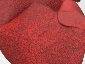 human internal organs 3D Model