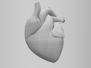 human internal organs Modello 3D