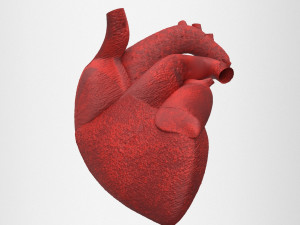 human heart Model 3D