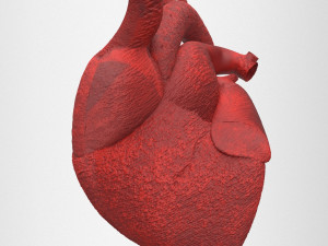 human heart 3D-Modell