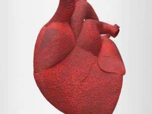 human heart 3D Model