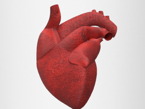 human heart 3D-Modell