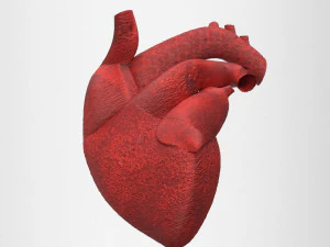 human heart 3D Model