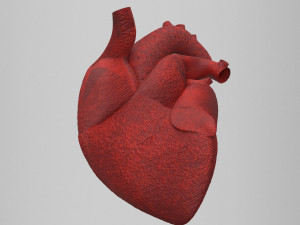 human heart 3D-Modell