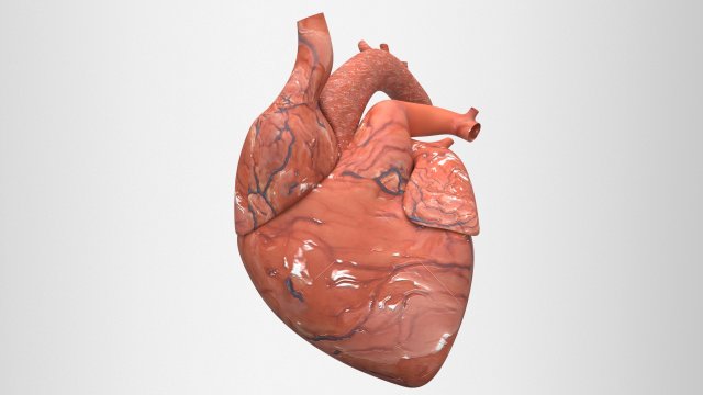 human heart Model 3D .c4d .max .obj .3ds .fbx .stl .blend 