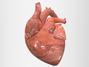 human heart 3D Model