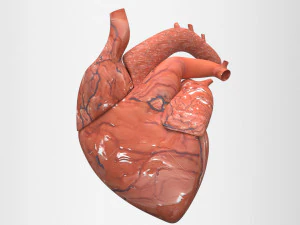 मानव हृद्य 3D मॉडल