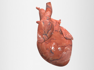 human heart Model 3D