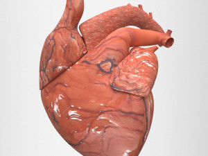human heart Model 3D