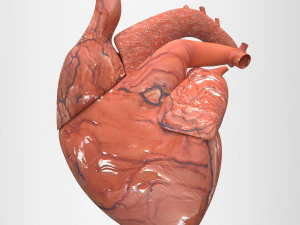 मानव हृद्य 3D मॉडल
