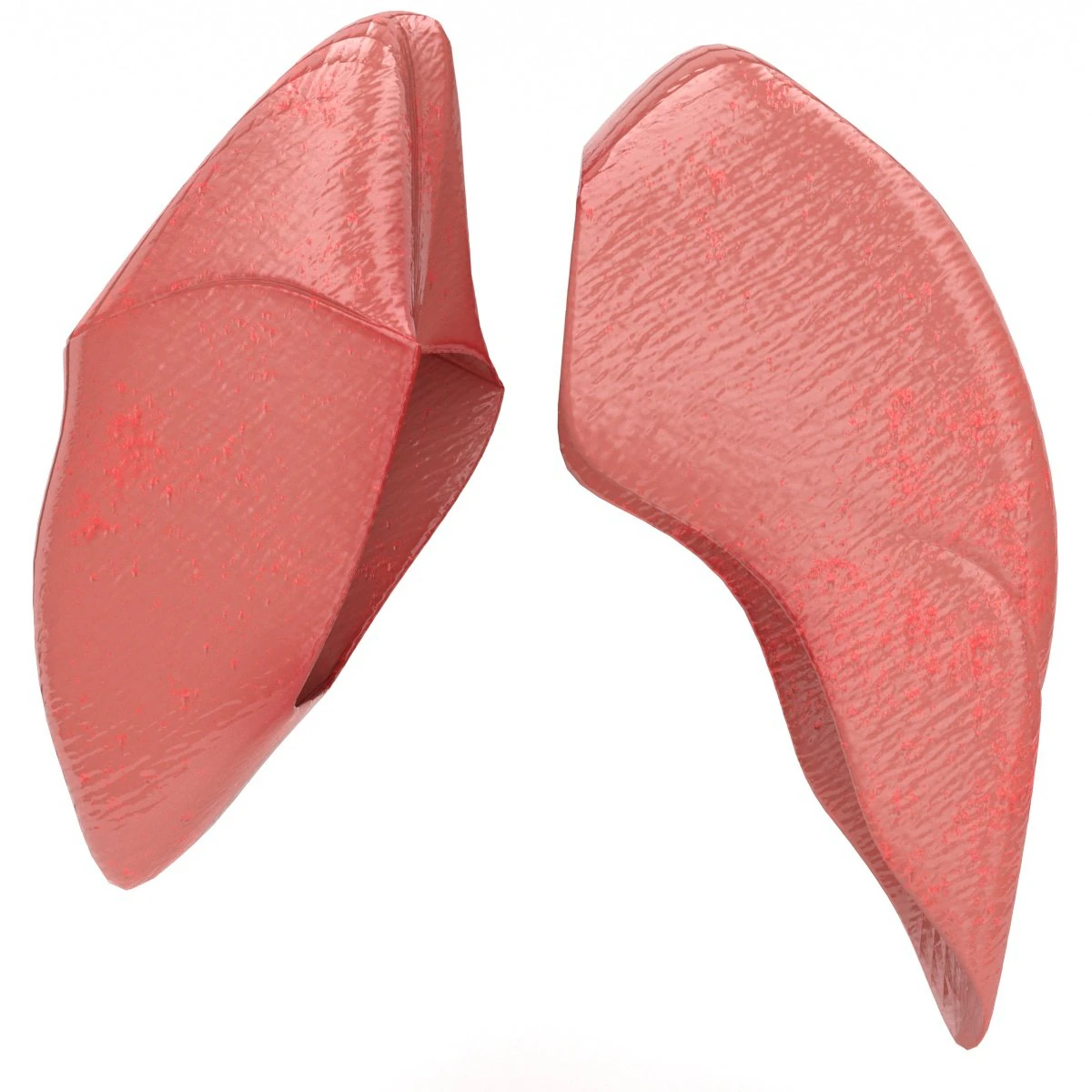 human healthy lungs 3D Model .c4d .max .obj .3ds .fbx .stl .blend 
