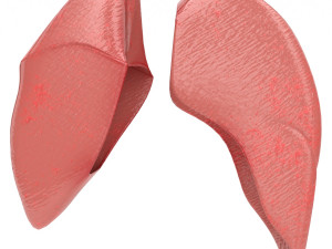 human healthy lungs  3D Model