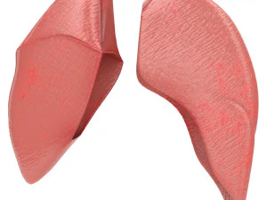 здоровые легкие человека 3D Модель