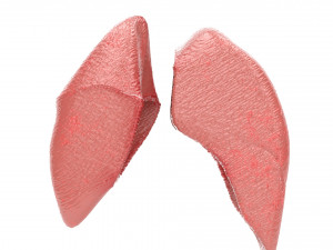 human healthy lungs 3D Модель