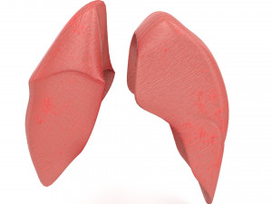 human healthy lungs 3D Модель