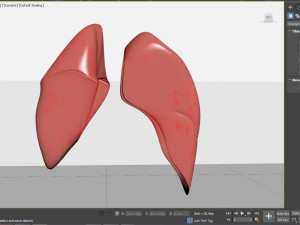 human healthy lungs 3D Модель