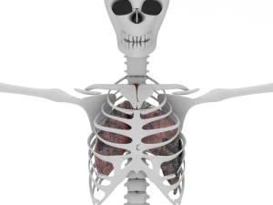 smoker lungs 3D Model